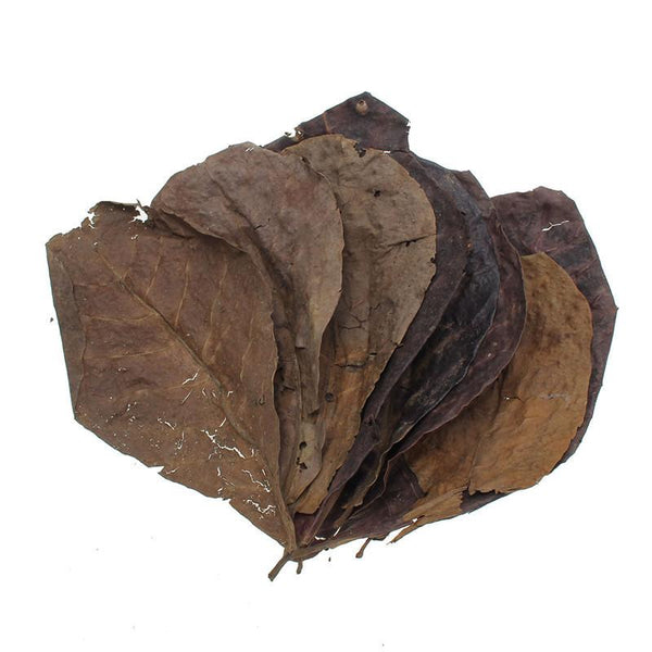 50 Large IAL Indian Almond Leaves - A Grade