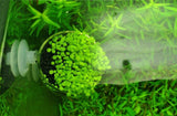 2x Novo Glass Pot