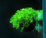 2x Novo Glass Pot