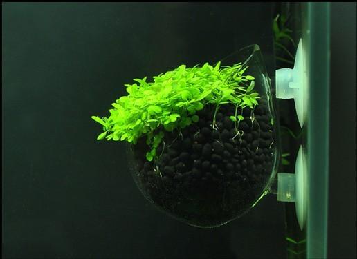 2x Novo Glass Pot
